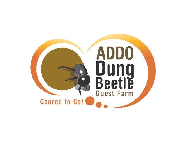 • Addo Dung Beetle in Addo